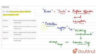 In the knee jerk reflex effector and receptor are [upl. by Miranda]