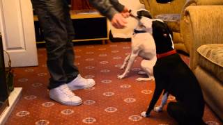 Pet Whippet Dogs LitterMates Playing and Sleeping [upl. by Ellehsar]