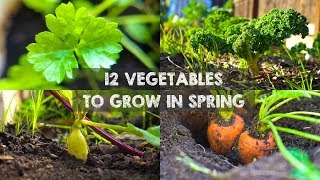 12 Vegetables You Should Grow in Spring [upl. by Hanna]