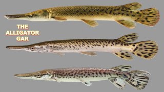 THE ALLIGATOR GAR [upl. by Alinoel]