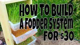 How To Build A Fodder System For Chickens Rabbits Or Other Animals [upl. by Enutrof]