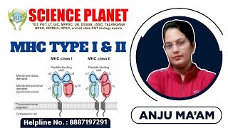 MHC TYPE I amp II TYPES OF MHC MHC I MHC II MHC III II BY ANJU MAM II SCIENCE PLANET II [upl. by Ahselrac933]