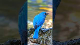 🐦 Mesmerizing Verditer Flycatcher Forest Symphony 🌳 verditerflycatcher naturebeauty shorts [upl. by Saitam]