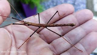 Inseto BichoPau Phasmatodea [upl. by Abraham43]