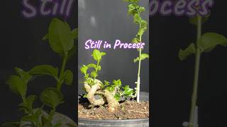 The concept of making a new style bonsai tree [upl. by Haines]