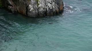 Fiordland Crested Penguin swims and calls [upl. by Swamy756]