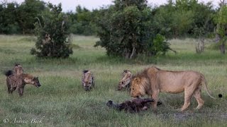 Wild Encounters  Hyenas vs Lion in Botswana [upl. by Ilrac]