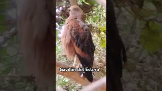 Black Collared Hawk  Busarellus Nigricollis  Busardo Colorado  Busardo Colorado [upl. by Nanreik]