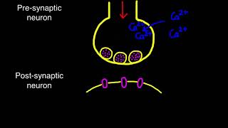 C225  C227 Synaptic Transmission [upl. by Eilahs]