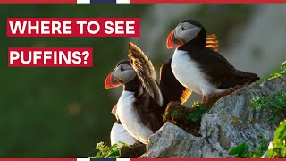 WHEN and WHERE to see Puffins in Norway [upl. by Gauldin519]