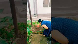 Full video on My channal kangra gardenplants himachal [upl. by Corine]