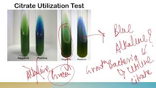 Citrate Test [upl. by Pierette]