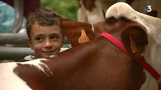 Un éleveur accusé de maltraitance sur une vache montbéliarde à la Foire Comtoise de Besançon [upl. by Nnanaej904]