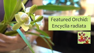 Featured Orchid Encyclia Prosthechea radiata  Easy to Grow Species Orchid  Fragrant Orchid [upl. by Redman]