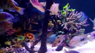 MIXED CICHLIDS IN MY TANK WITH ARTIFICIAL CORAL [upl. by Eidahs537]