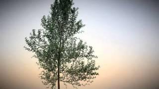 Blender Animation  Tree [upl. by Arah53]