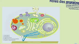 Vidéo 3 Membrane plasmique  LES PROTEINES MEMBRANAIRES [upl. by Gianni761]