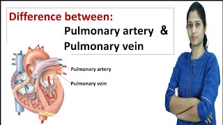 Difference between Pulmonary Artery amp Pulmonary Vein  Artery vs Vein [upl. by Pages]