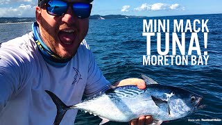 Mini Mack Tuna Moreton Bay [upl. by Waine]