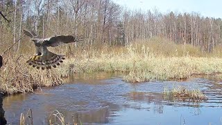 Jastrząb Gołębiarz poluje na Kaczki 5min Leśne Wieści cz23 [upl. by Klinger]