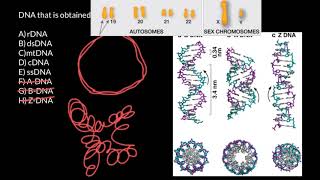 rDNA dsDNA mtDNA cDNA ssDNA explained [upl. by Meter]