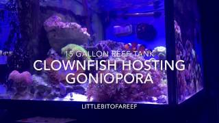 Clownfish Hosting Goniopora Coral  15 Gallon Reef Tank [upl. by Anis]