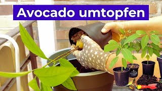 Avocado Pflanze richtig umtopfen  in passende Erde [upl. by Aliehs]