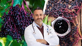 The Amazing Health Benefits of Black Elderberry [upl. by Tarrah]