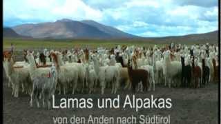 Ausschnitte TV Beitrag Lamas und Alpakas am Kaserhof Ritten [upl. by Liris968]