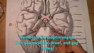 OT441 Neuro The Cranial Nerves Music Video [upl. by Rimola]