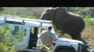 Lawrence Anthonys Rehabilitation of Elephants [upl. by Kcirtemed]