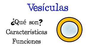 🌐 ¿Qué son las Vesículas 💥 Características y Funciones Fácil y Rápido  BIOLOGÍA [upl. by Kizzee]