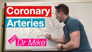 Coronary Arteries  Cardiology [upl. by Bergman146]