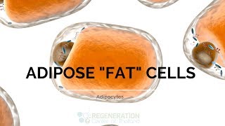 Types of Adipose Tissue Adipocytes and Fat Stem Cells [upl. by Yregerg]