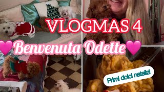 Vlogmas 4 Benvenuta Odette🩷Spesa Famila e primi dolci natalizi🎄christmas natale barboncino [upl. by Keene518]