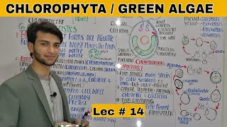 Chlorophyta I Green Algae l Chlorophyceae I Kingdom Protista [upl. by Hallette]