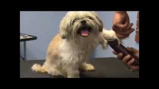 How to Groom a Grouchy Shih Tzu  Part 1 [upl. by Calen]