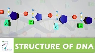 STRUCTURE OF DNA [upl. by Kory]