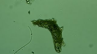 Water Bear  Tardigrades  Microscope Fun [upl. by Anaahs]