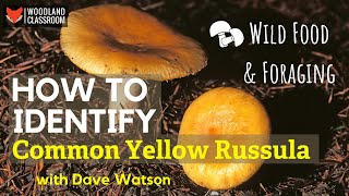 How To Identify Common Yellow Russula Wild Food amp Foraging [upl. by Messab]