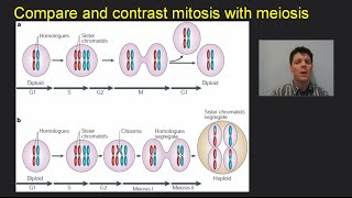 Mitosis Meiosis amp Cancer  Mr Pauller [upl. by Aklim]