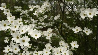 How to grow Dogwoods from seed [upl. by Mohl]