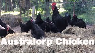 Chicken Breed Analysis The Australorp [upl. by Rubia]