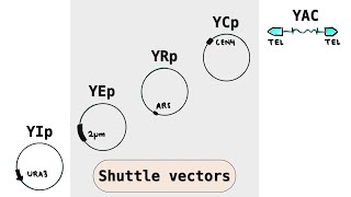 Yeast cloning vectors  YIp YEp YRp YCp YACs  Shuttle plasmid vectors [upl. by Alracal23]