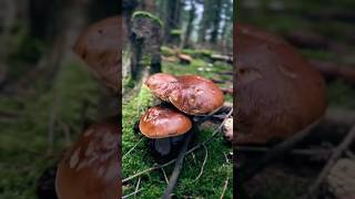 🍄‍🟫🍄‍🟫🍄‍🟫🎉mushrooms boletus pilze funghi nature porcini грибочки grzyby shorts gribi [upl. by Tori]