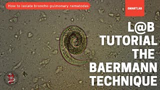 How to isolate bronchopulmonary nematodes The Baermann Technique  SMARTLAB [upl. by Dari]