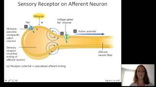 Lecture10 Sensory Physiology [upl. by Daren]