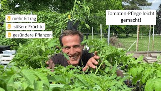 TomatenAnbau einfach erklärt 🤓 wie erreichen wir hohe Erträge süße Früchte und gesunde Pflanzen [upl. by Beitris928]