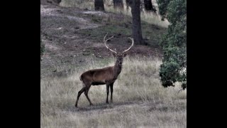 MONTERIA EN CÓRDOBA [upl. by Koerlin36]