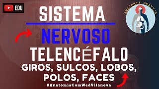 Telencéfalo Giros  Sulcos  Lobos  Polos  Faces  Sistema Nervoso  Anatomia Prática  VideoAula [upl. by Brezin]